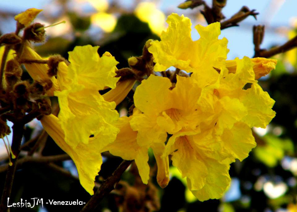 Foto® Lesbia JM -Venezuela: Flor del Araguaney, árbol nacional de Venezuela.