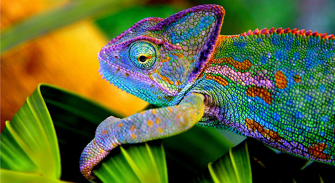 2redbubble.compeoplemasterpiececreationsworks588850chameleon