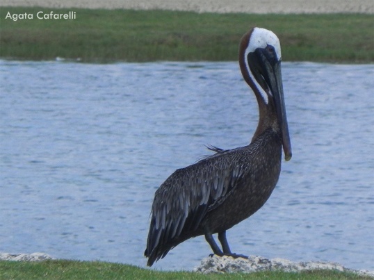 Pelícano pardo [Brown Pelican] (Pelecanus occidentalis) . Divi Village Golf and Beach Resort de Aruba.
