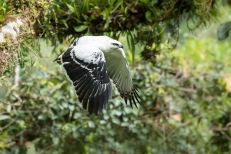 Adviento día 20 Gavilán blanco [White Hawk (Pseudastur albicollis)] Foto de Chris Jiménez http://www.chrisjimenez.net/