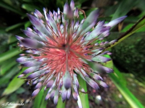 Foto® Isidro Pestana (@Tibunando) Venezuela: Bromelia en flor (sin identificar).